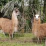llamas Image 3