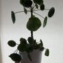 pilea Image 2