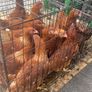 Laying hens Image 5