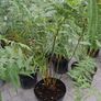 Tree Fern Dicksonia Image 4