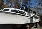 Broom skipper 30