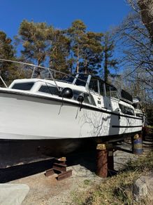 Broom skipper 30
