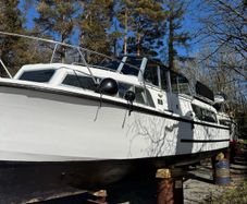 Broom skipper 30