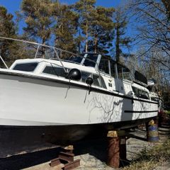 Broom skipper 30