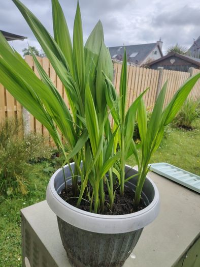 Gladioli Mixed