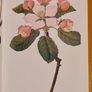 .The Observers Book Of TRRES & shrubs Of The British ISLES. 240 PAGES POCKET SIZE. Image 9