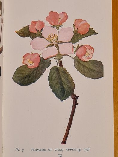 .The Observers Book Of TRRES & shrubs Of The British ISLES. 240 PAGES POCKET SIZE.