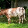 5x Maiden Heifers Image 9