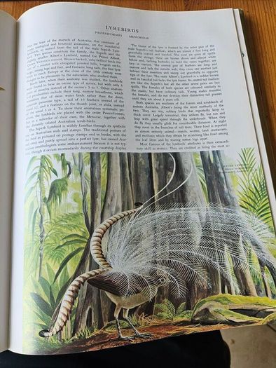Birds Of The World. By Oliver L. Austin Jr. Illustrated By Arthur Singer. Forwarded By Sir Peter Scott. 1968 Large Volume Hardback With Dustjacket In Good Condition.