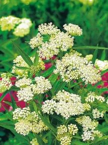 (M) Swamp Milkweed White seeds 0.3g (447156)
