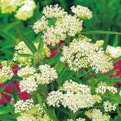 (M) Swamp Milkweed White seeds 0.3g (447156)