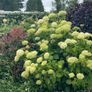 plants Image 8