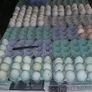 fertile hatching eggs and chicks Image 5