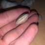 Fossil Collection : Clam fossils & Devils Toenail lot Image 4