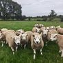 Texel ram lambs Image 8