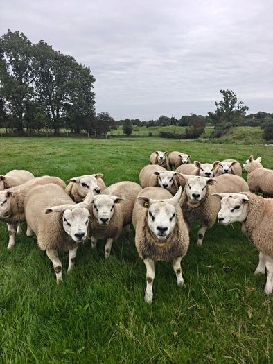Texel ram lambs