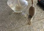 vintage perfume bottle