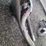 Thermostatic Shower Valve Image 7