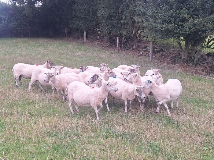 Easycare x Lanark ewes Tullow Mart today