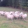 Easycare x Lanark ewes Tullow Mart today Image 2