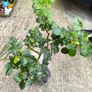 garden plants Image 3