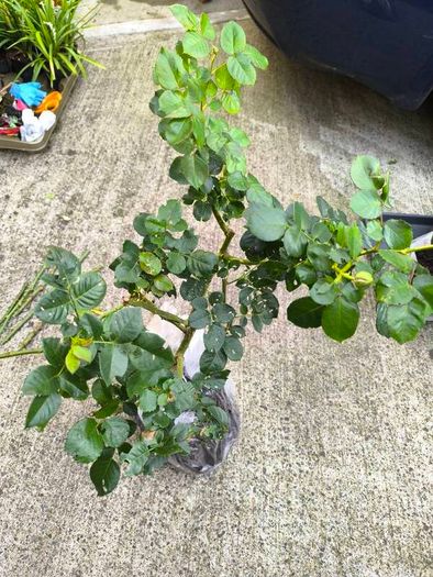 garden plants