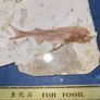 Fish fossil Image 5