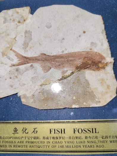 Fish fossil