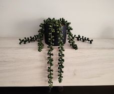 Green Artificial Trailing Plant in black pot - Next