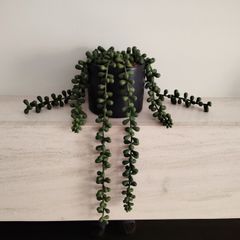 Green Artificial Trailing Plant in black pot - Next