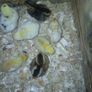 Day old chicks Image 3