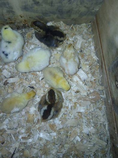 Day old chicks