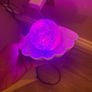Clam glitter pearl led colour changing lamp Image 6
