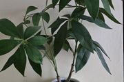 Plant decor