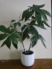 Plant decor