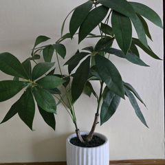 Plant decor