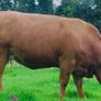 Incalf Heifer sale 3rd October 2026 Balla Mart Image 5
