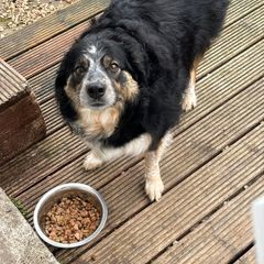 Susie - Border Collie