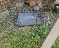 dog cage