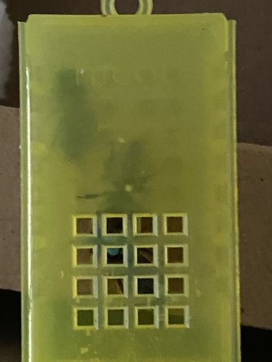 Queen bees mated and non mated as well