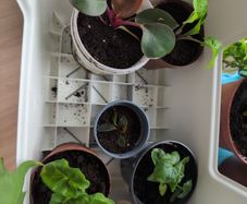 House plants in nursery pots
