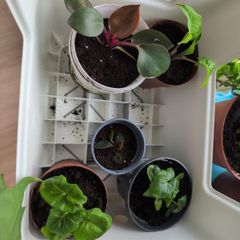 House plants in nursery pots