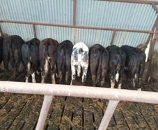 Heifers