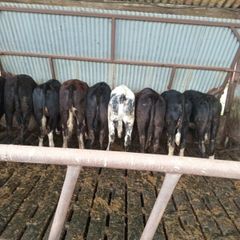 Heifers