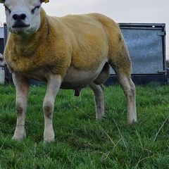 Pedigree Texel hogget 5 star sis