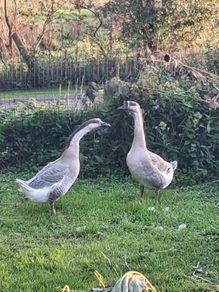 Chinese geese pair.