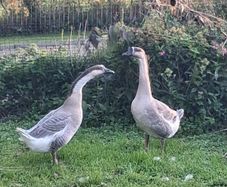 Chinese geese pair.