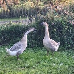 Chinese geese pair.