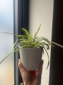 Spider plant