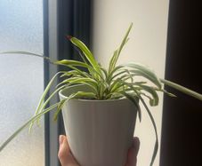 Spider plant